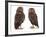 Pair of Little Owls-Jane Burton-Framed Photographic Print