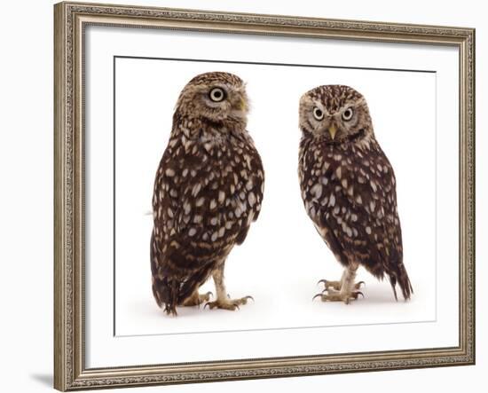 Pair of Little Owls-Jane Burton-Framed Photographic Print