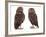 Pair of Little Owls-Jane Burton-Framed Photographic Print