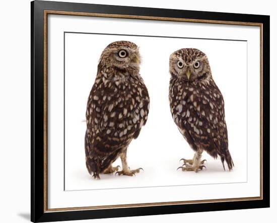 Pair of Little Owls-Jane Burton-Framed Photographic Print