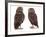 Pair of Little Owls-Jane Burton-Framed Photographic Print