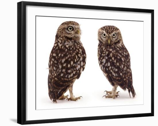 Pair of Little Owls-Jane Burton-Framed Photographic Print