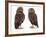 Pair of Little Owls-Jane Burton-Framed Photographic Print