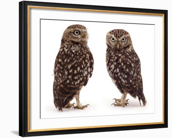 Pair of Little Owls-Jane Burton-Framed Photographic Print