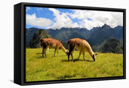 Pair of Llamas in the Peruvian Andes Mountains-flocu-Framed Premier Image Canvas