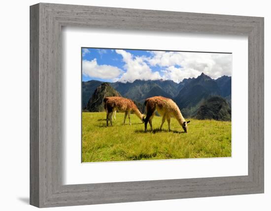 Pair of Llamas in the Peruvian Andes Mountains-flocu-Framed Photographic Print