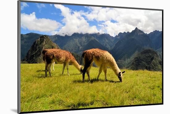 Pair of Llamas in the Peruvian Andes Mountains-flocu-Mounted Photographic Print