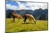 Pair of Llamas in the Peruvian Andes Mountains-flocu-Mounted Photographic Print