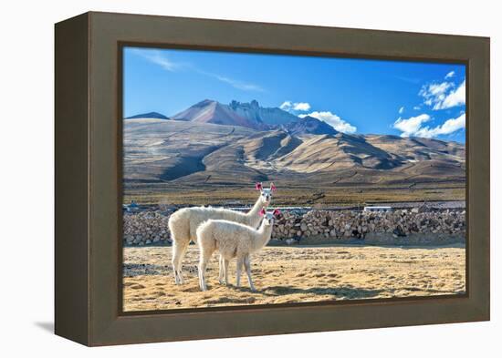 Pair of Llamas-jkraft5-Framed Premier Image Canvas