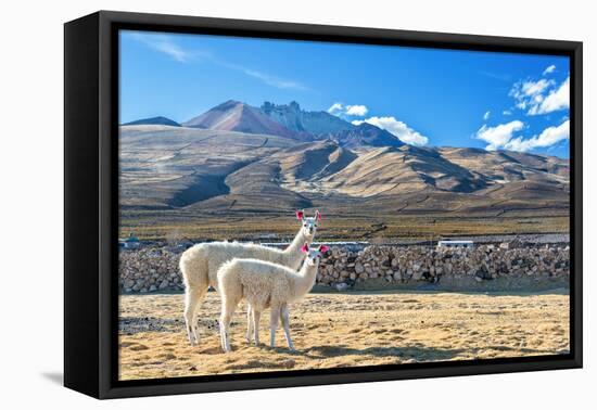 Pair of Llamas-jkraft5-Framed Premier Image Canvas