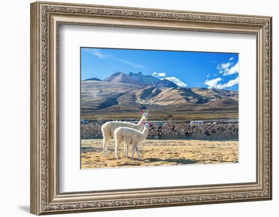 Pair of Llamas-jkraft5-Framed Photographic Print