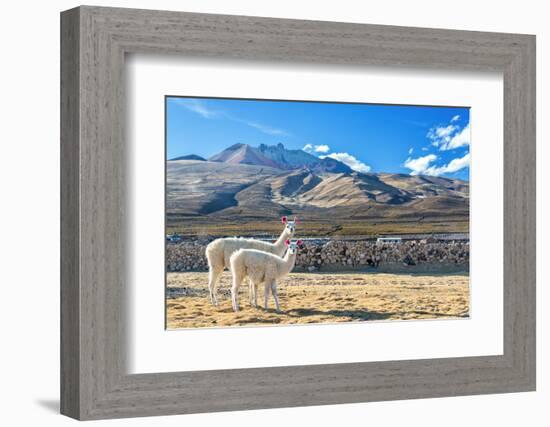 Pair of Llamas-jkraft5-Framed Photographic Print