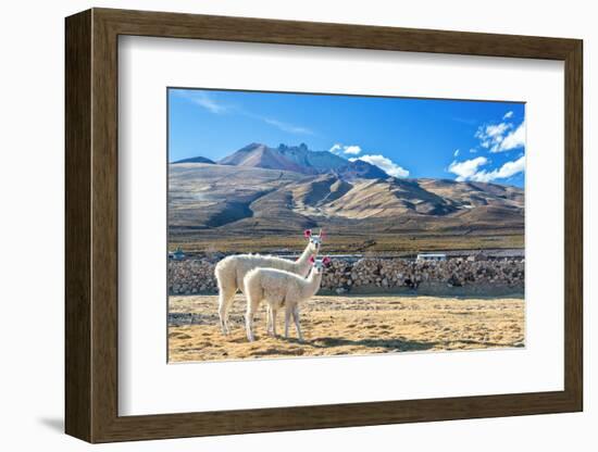 Pair of Llamas-jkraft5-Framed Photographic Print