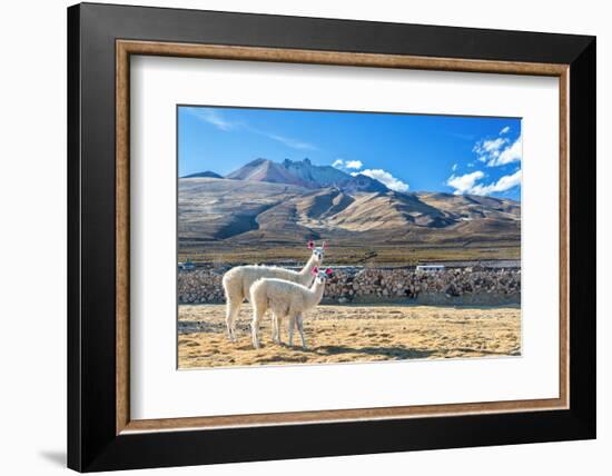 Pair of Llamas-jkraft5-Framed Photographic Print