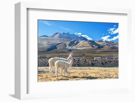 Pair of Llamas-jkraft5-Framed Photographic Print