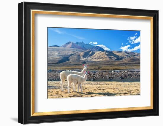 Pair of Llamas-jkraft5-Framed Photographic Print