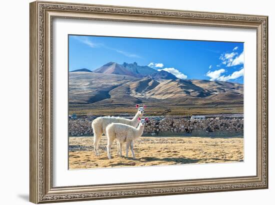 Pair of Llamas-jkraft5-Framed Photographic Print