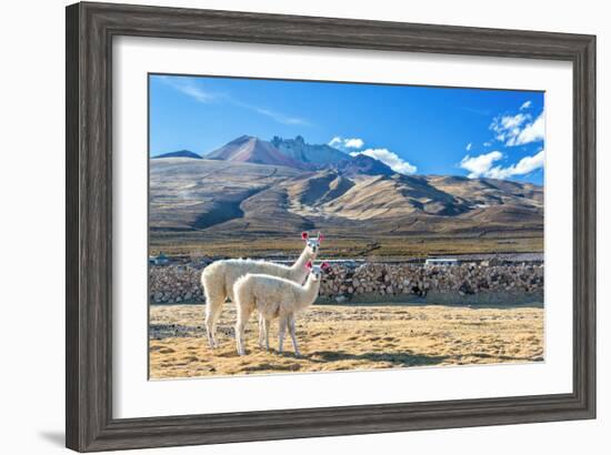 Pair of Llamas-jkraft5-Framed Photographic Print