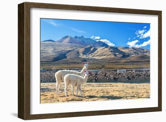 Pair of Llamas-jkraft5-Framed Photographic Print