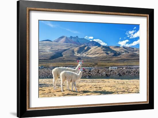 Pair of Llamas-jkraft5-Framed Photographic Print