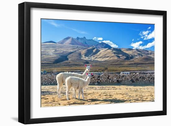 Pair of Llamas-jkraft5-Framed Photographic Print