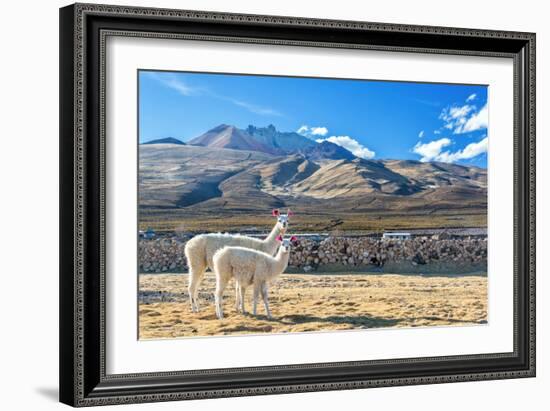 Pair of Llamas-jkraft5-Framed Photographic Print