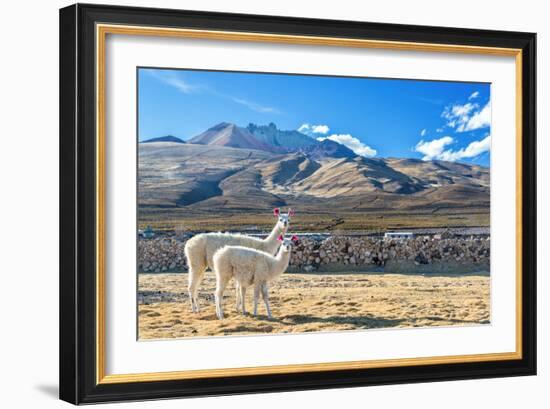 Pair of Llamas-jkraft5-Framed Photographic Print