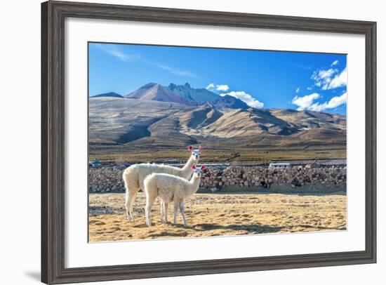 Pair of Llamas-jkraft5-Framed Photographic Print