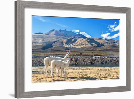 Pair of Llamas-jkraft5-Framed Photographic Print