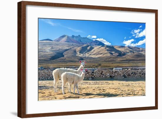 Pair of Llamas-jkraft5-Framed Photographic Print