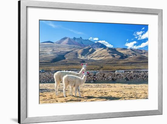 Pair of Llamas-jkraft5-Framed Photographic Print