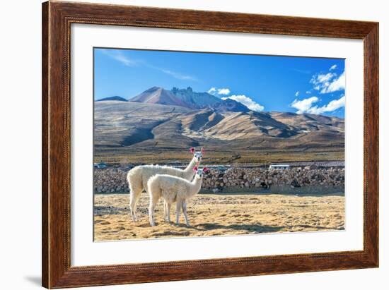 Pair of Llamas-jkraft5-Framed Photographic Print