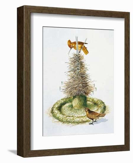 Pair of Macgregor's Bowerbirds (Amblyornis Macgregoriae)-null-Framed Giclee Print