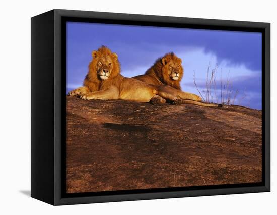 Pair of Male African Lions at Dawn-Joe McDonald-Framed Premier Image Canvas