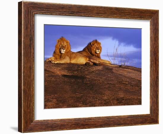 Pair of Male African Lions at Dawn-Joe McDonald-Framed Photographic Print