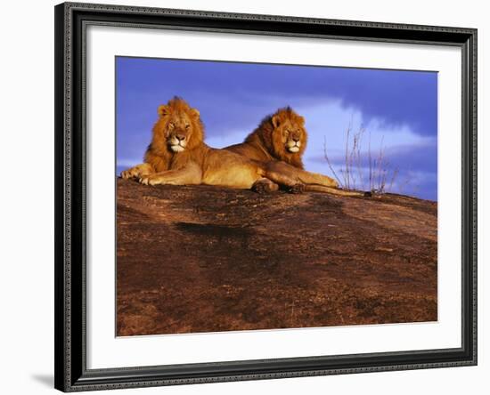 Pair of Male African Lions at Dawn-Joe McDonald-Framed Photographic Print