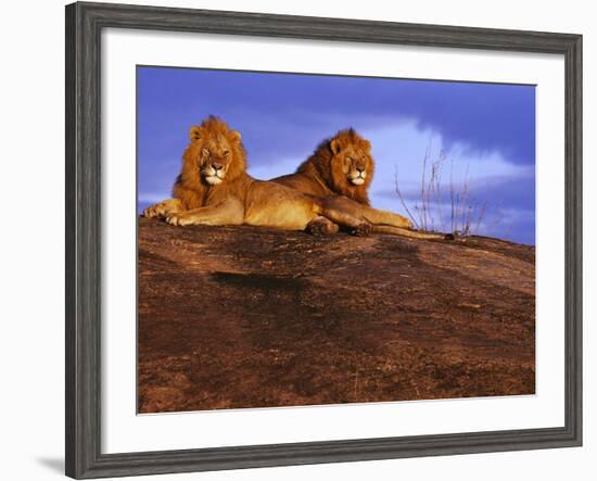 Pair of Male African Lions at Dawn-Joe McDonald-Framed Photographic Print