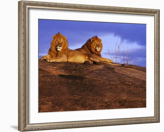 Pair of Male African Lions at Dawn-Joe McDonald-Framed Photographic Print