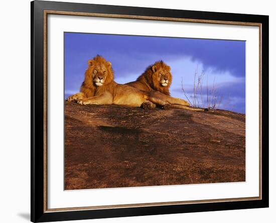 Pair of Male African Lions at Dawn-Joe McDonald-Framed Photographic Print