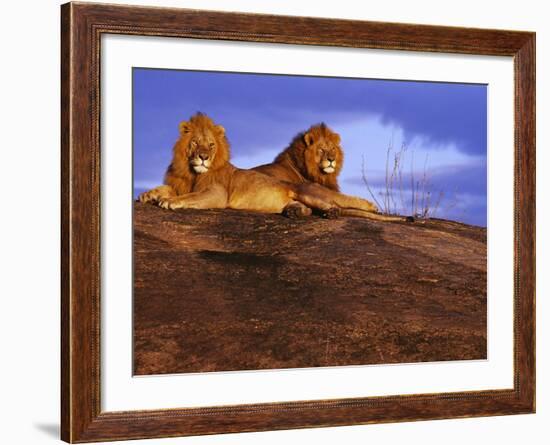 Pair of Male African Lions at Dawn-Joe McDonald-Framed Photographic Print