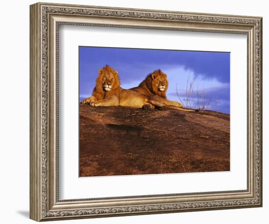 Pair of Male African Lions at Dawn-Joe McDonald-Framed Photographic Print