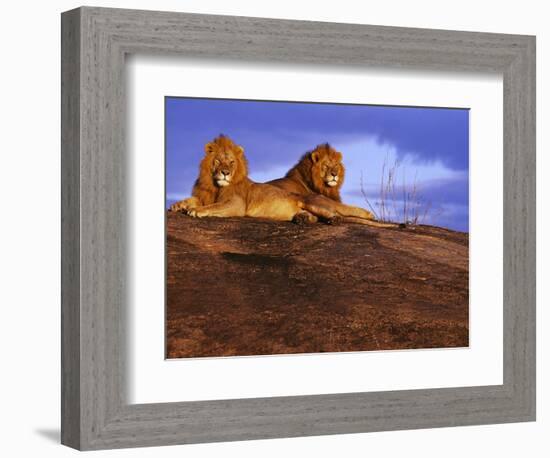 Pair of Male African Lions at Dawn-Joe McDonald-Framed Photographic Print