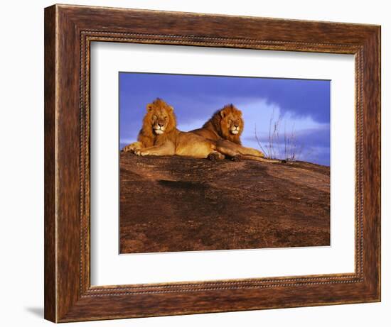 Pair of Male African Lions at Dawn-Joe McDonald-Framed Photographic Print