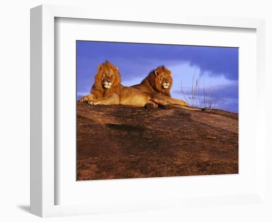 Pair of Male African Lions at Dawn-Joe McDonald-Framed Photographic Print