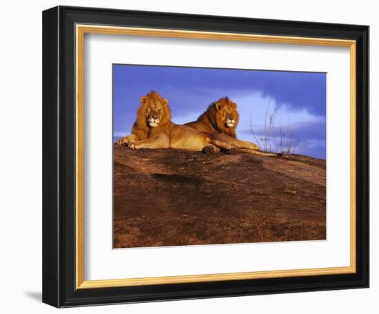 Pair of Male African Lions at Dawn-Joe McDonald-Framed Photographic Print