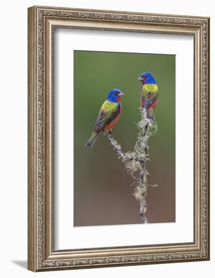 Pair of male Painted buntings. Rio Grande Valley, Texas-Adam Jones-Framed Photographic Print