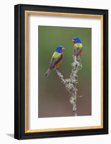 Pair of male Painted buntings. Rio Grande Valley, Texas-Adam Jones-Framed Photographic Print