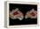 Pair of Mexican Laguna Banded Agate, Quartzsite, AZ-Darrell Gulin-Framed Premier Image Canvas