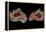 Pair of Mexican Laguna Banded Agate, Quartzsite, AZ-Darrell Gulin-Framed Premier Image Canvas