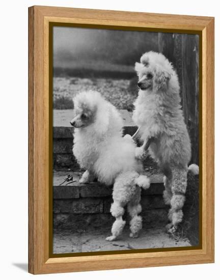 Pair of Miniature Poodles Owned by Thomas from the Fircot Kennel-Thomas Fall-Framed Premier Image Canvas